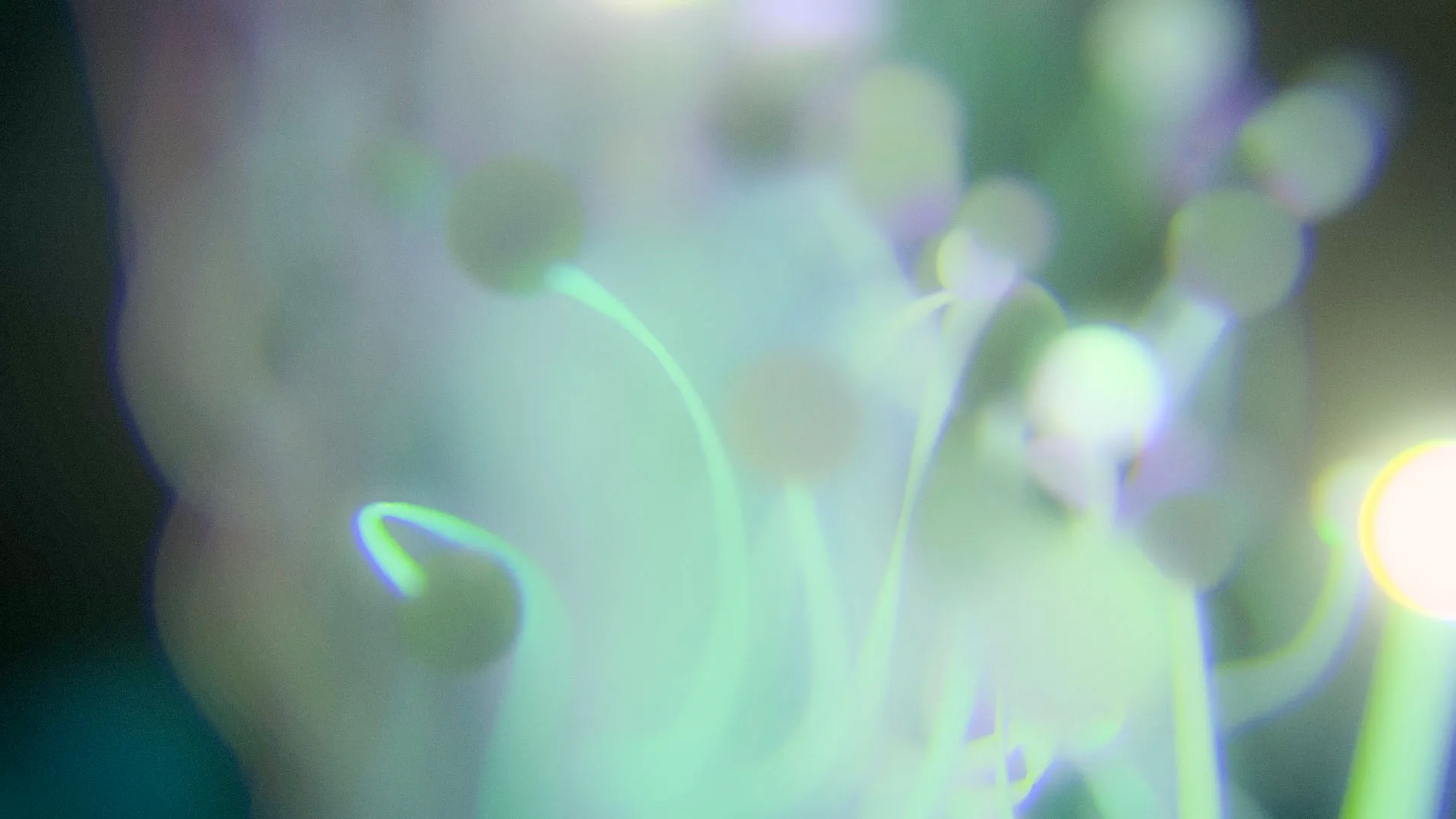 Memini Hikari; close-up render, bioluminescent surface shading