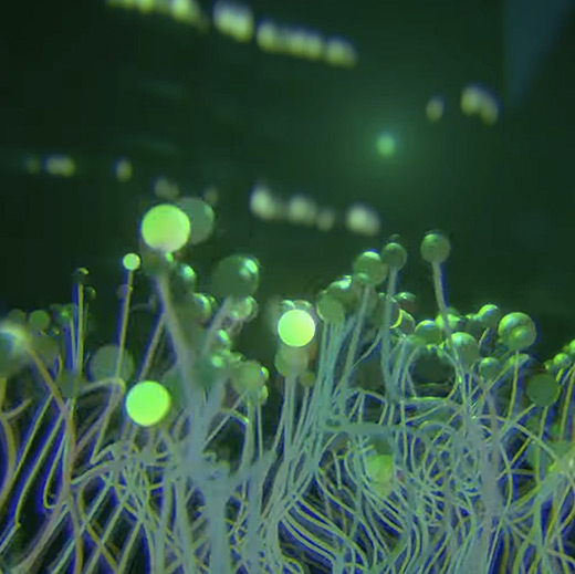 Personnal Audioreactive project, Memini Hikari — Blender, Logic Pro, Geometry Nodes