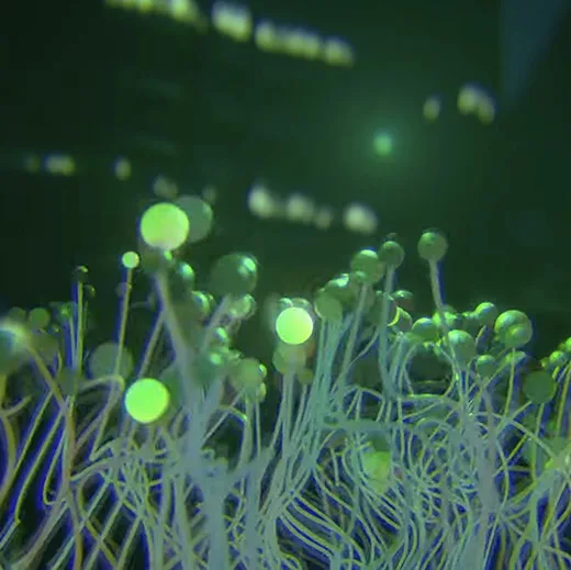 Personnal Audioreactive project, Memini Hikari — Blender, Logic Pro, Geometry Nodes